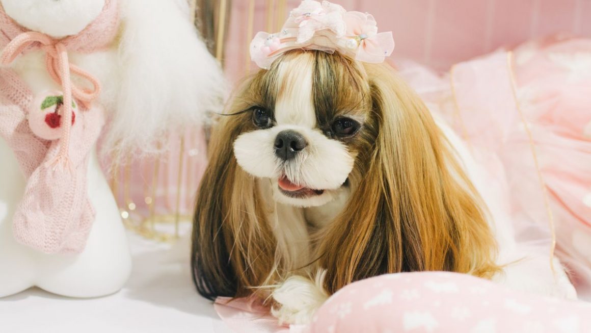 Common Causes Of Dog Bladder Problems And How To Deal With It