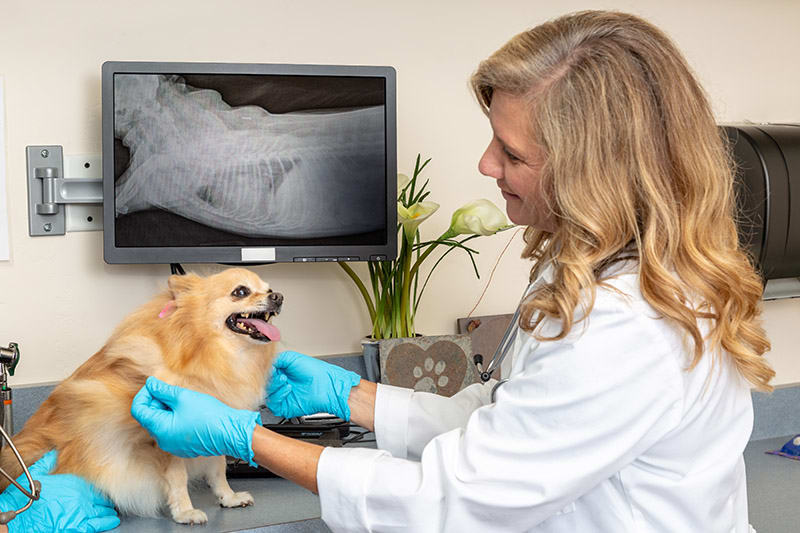 How Much Does Dog XRays Cost? PetFolioFriends